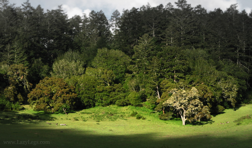 Bear Valley. Marin. Ca.