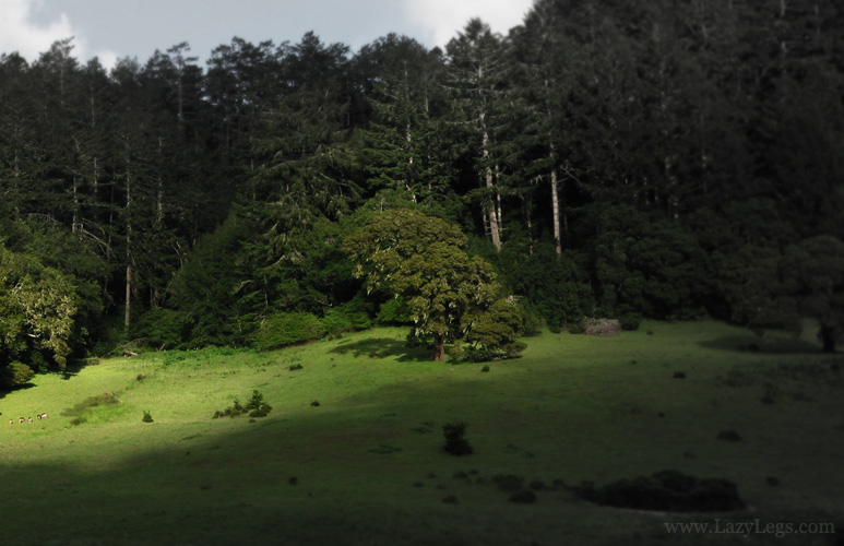 Bear Valley. Marin. Ca.